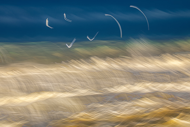 Seagull Signs ©