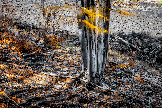 Autumn Whisper ©