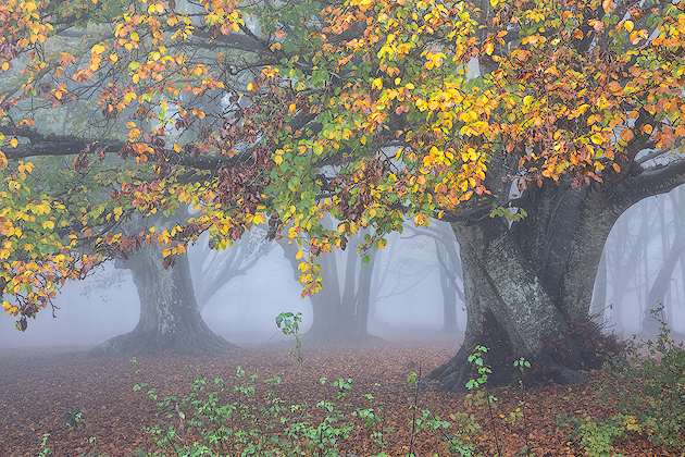 Time of Autumn ©