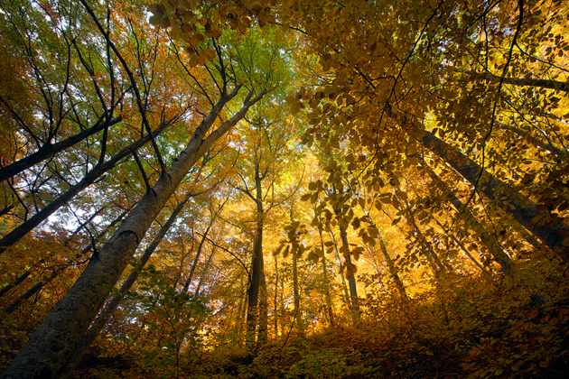 Autumn Inside ©