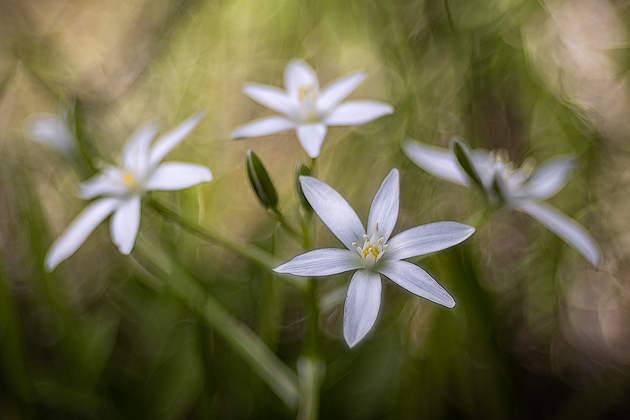 Natural Purity ©