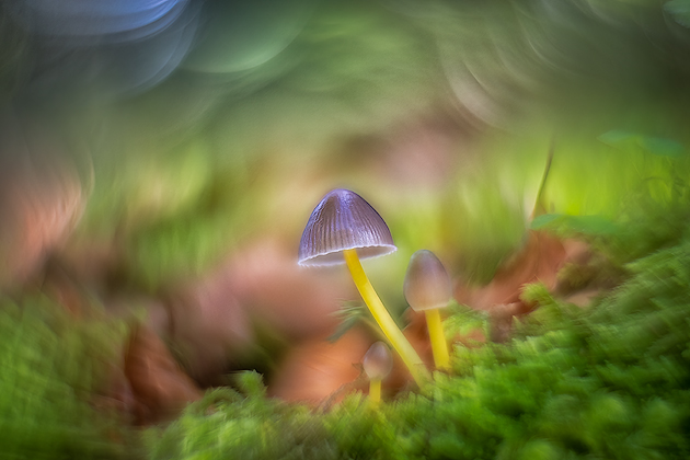 Undergrowth ©