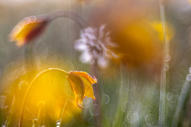 Awakening ©
