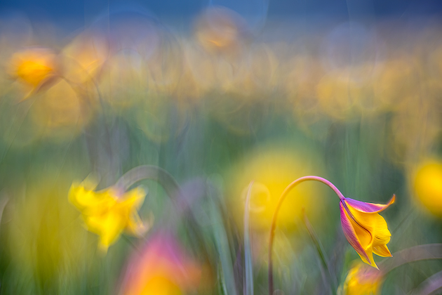 Wild Tulip ©