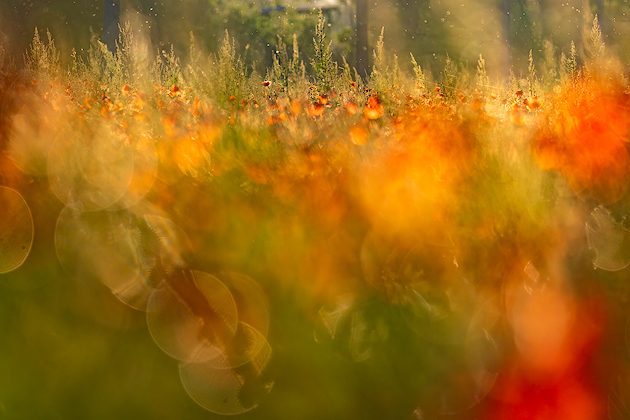 Blowing of Colors ©