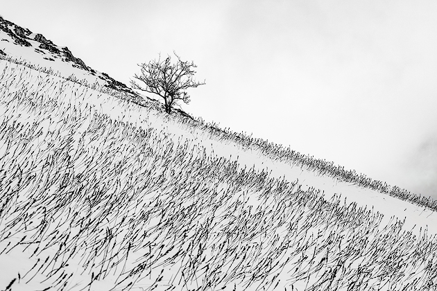 Upright ©