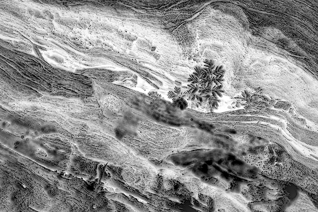 Ink Drawing ©