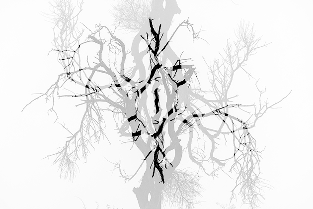 Neural Connections ©