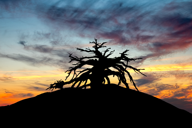 Art in Nature ©