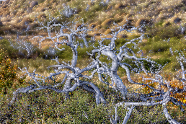 Interconnections ©