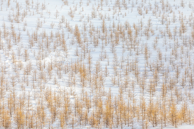 Winter Opera ©
