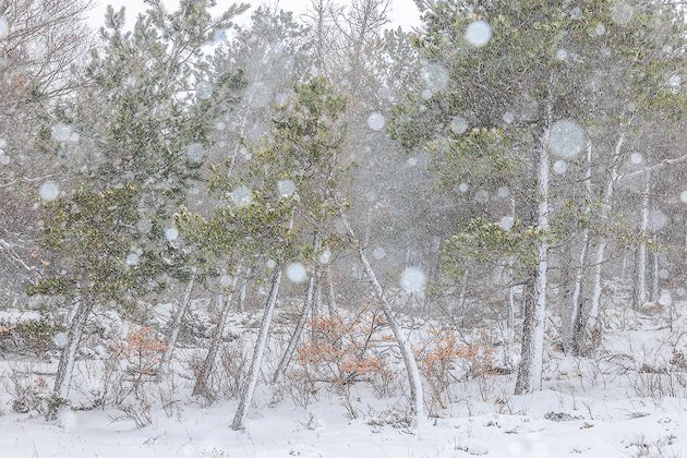Snow Tears ©