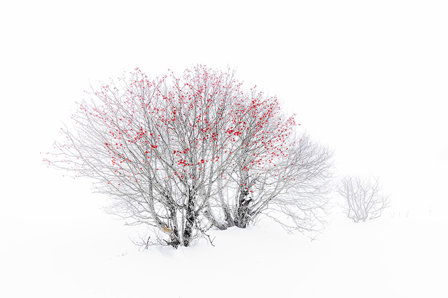 Red Passion ©